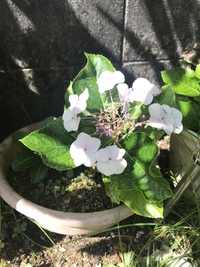 父の日ランチ♫ 2022/06/19 10:03:30