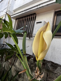 モンステラの実？？ 2023/11/11 10:34:00
