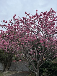 沖縄は桜の季節〜 2023/02/06 14:00:28