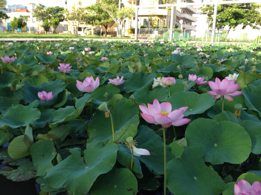 蓮の花が咲いてたので撮ってきました 蓮の花の咲く時間帯があるの知ってましたか アポロの生活21