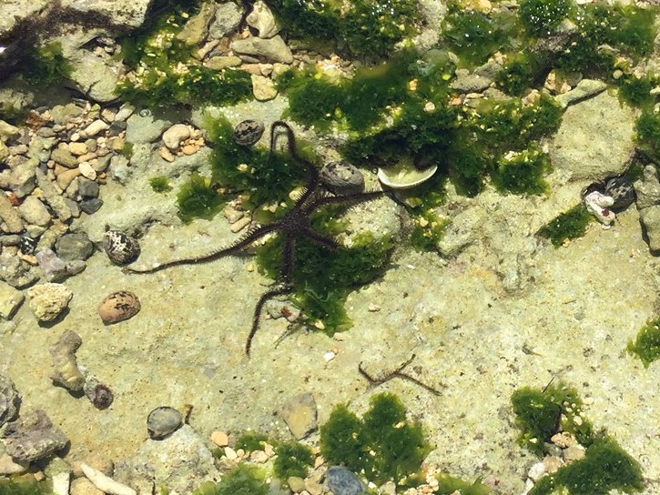 北谷町砂辺の海岸には毛ガニと変なクモみたいな生き物がいっぱいでした。