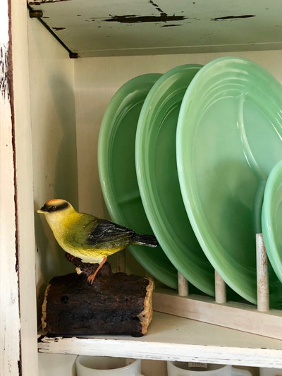 鳥のお出迎え