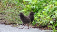 とうとう とうとうっっっぅ☆ 2013/05/17 18:03:15