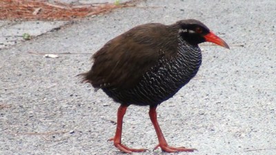 がんばれ！！ヤンバルクイナ