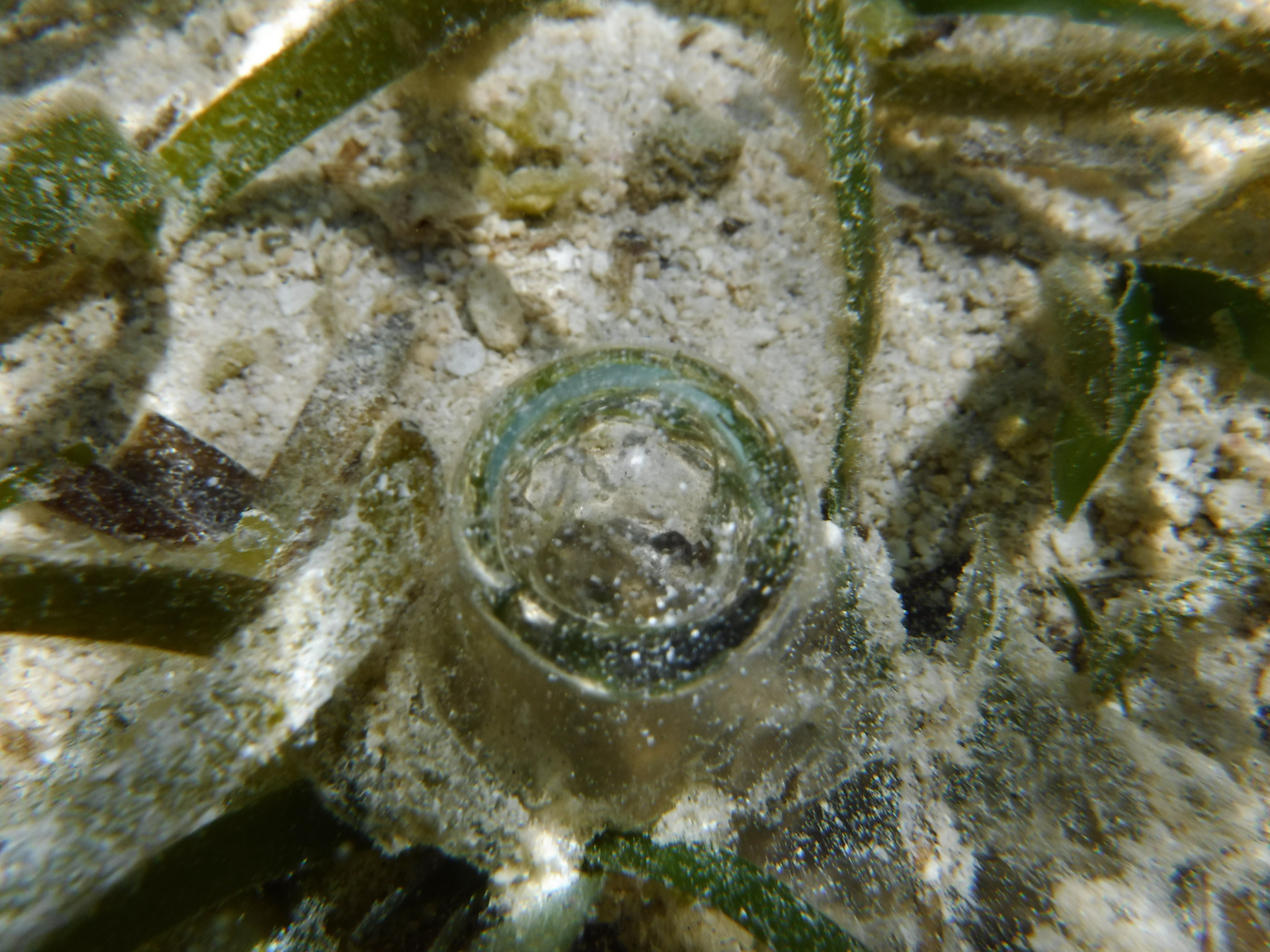 占いの水晶玉みたい・・・・・・・