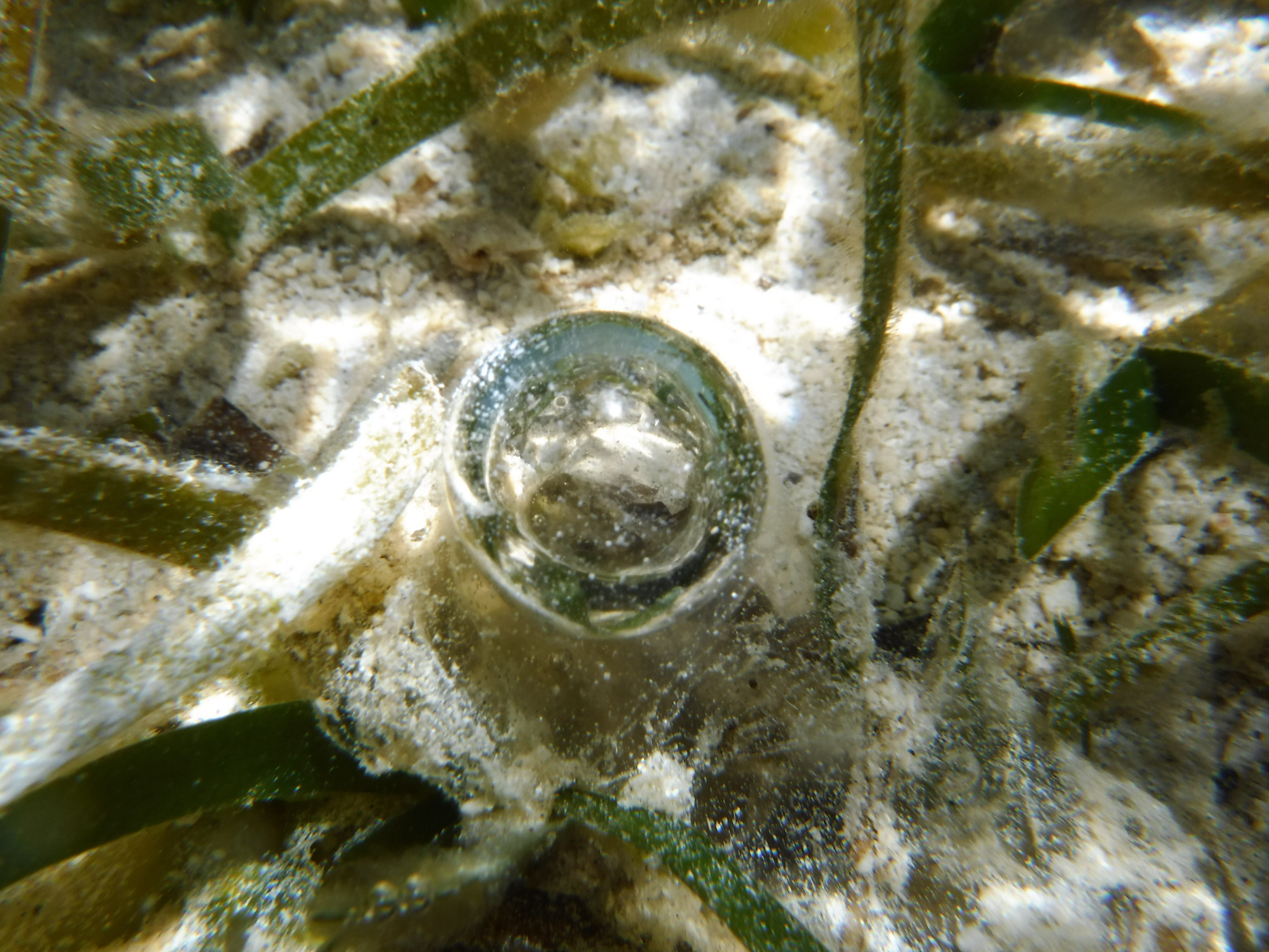 占いの水晶玉みたい・・・・・・・