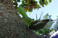 やんばるのカマキリ 2015/07/29 22:52:35