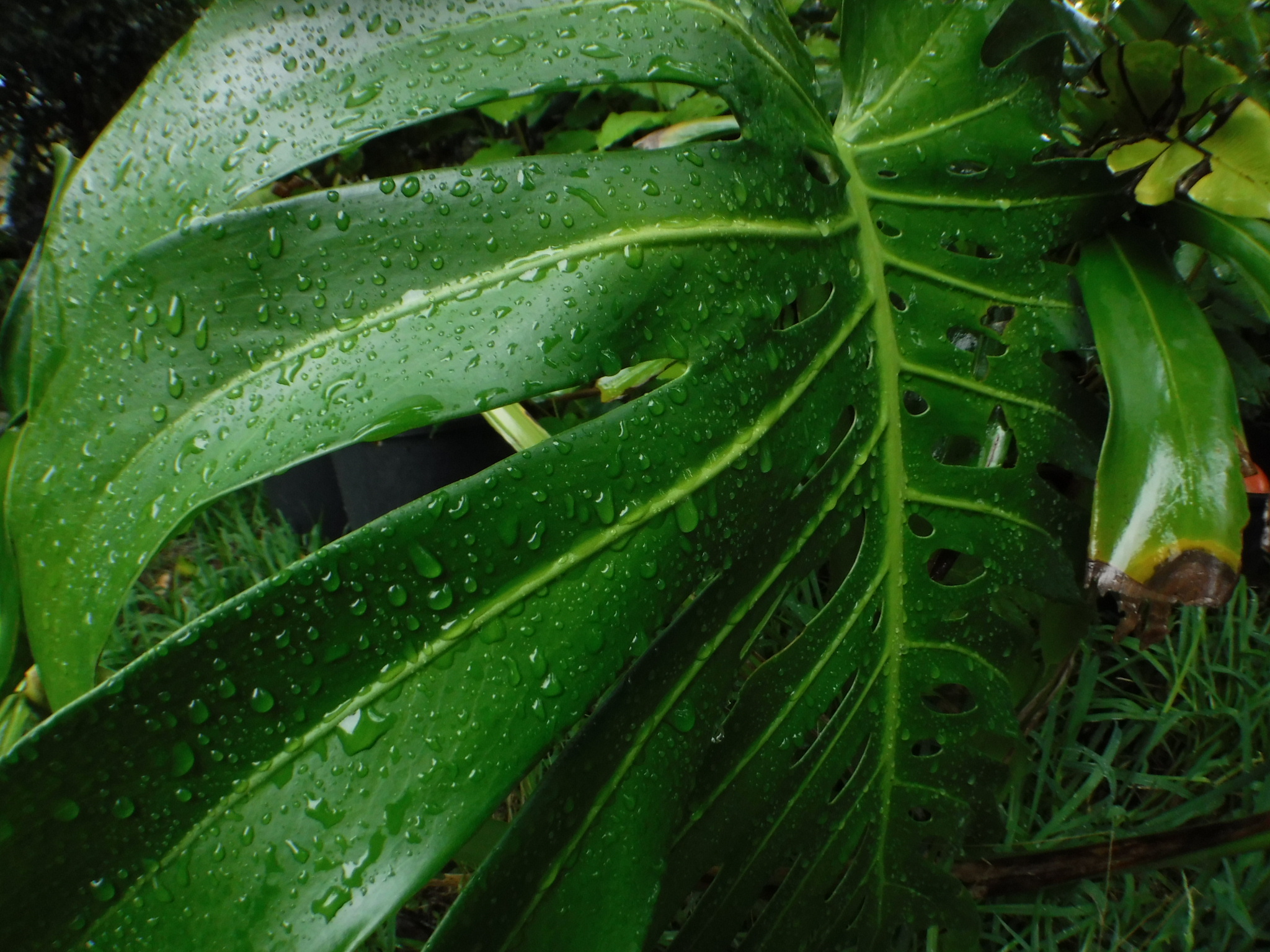 やんばるの雨に濡れたテキスタイル