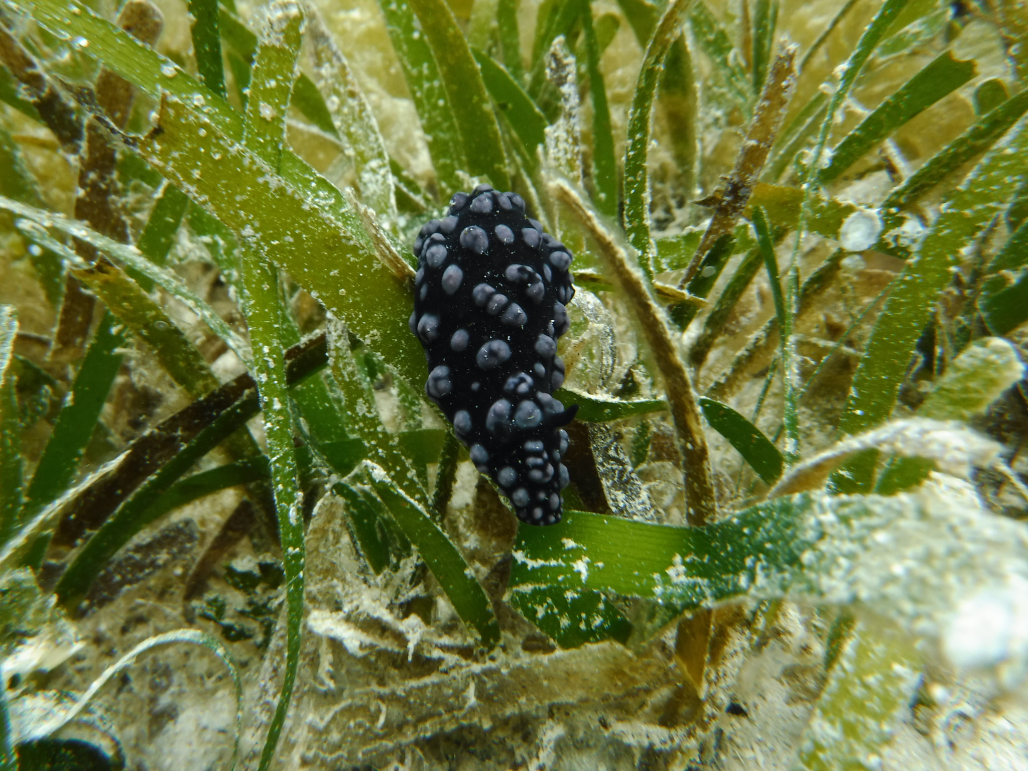 海ブドウ・・・・・巨峰編