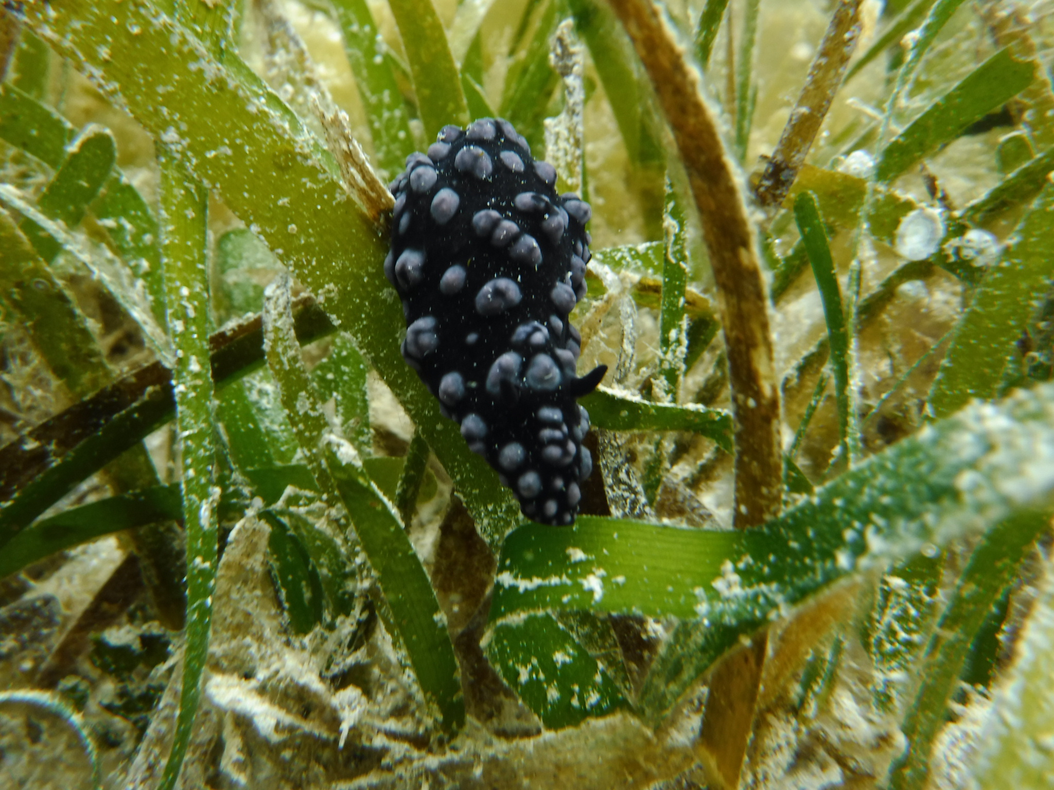 海ブドウ・・・・・巨峰編