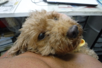 アチコーコは人だけじゃない・・・・・！！！！ 2015/06/25 21:48:45
