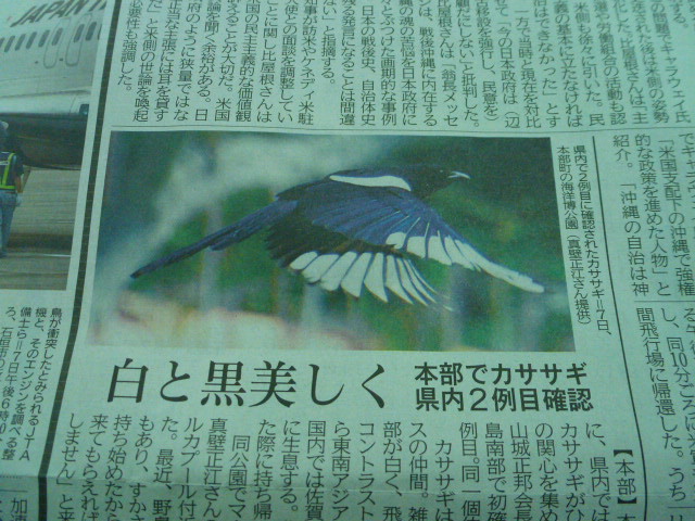 青い鳥
