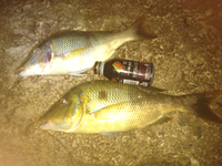 夜ご飯GET（笑） 2013/05/31 07:08:58