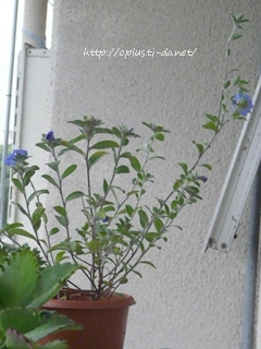 今日もベランダ作業