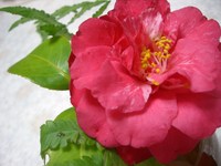 キレイな花の命は短い・・・
