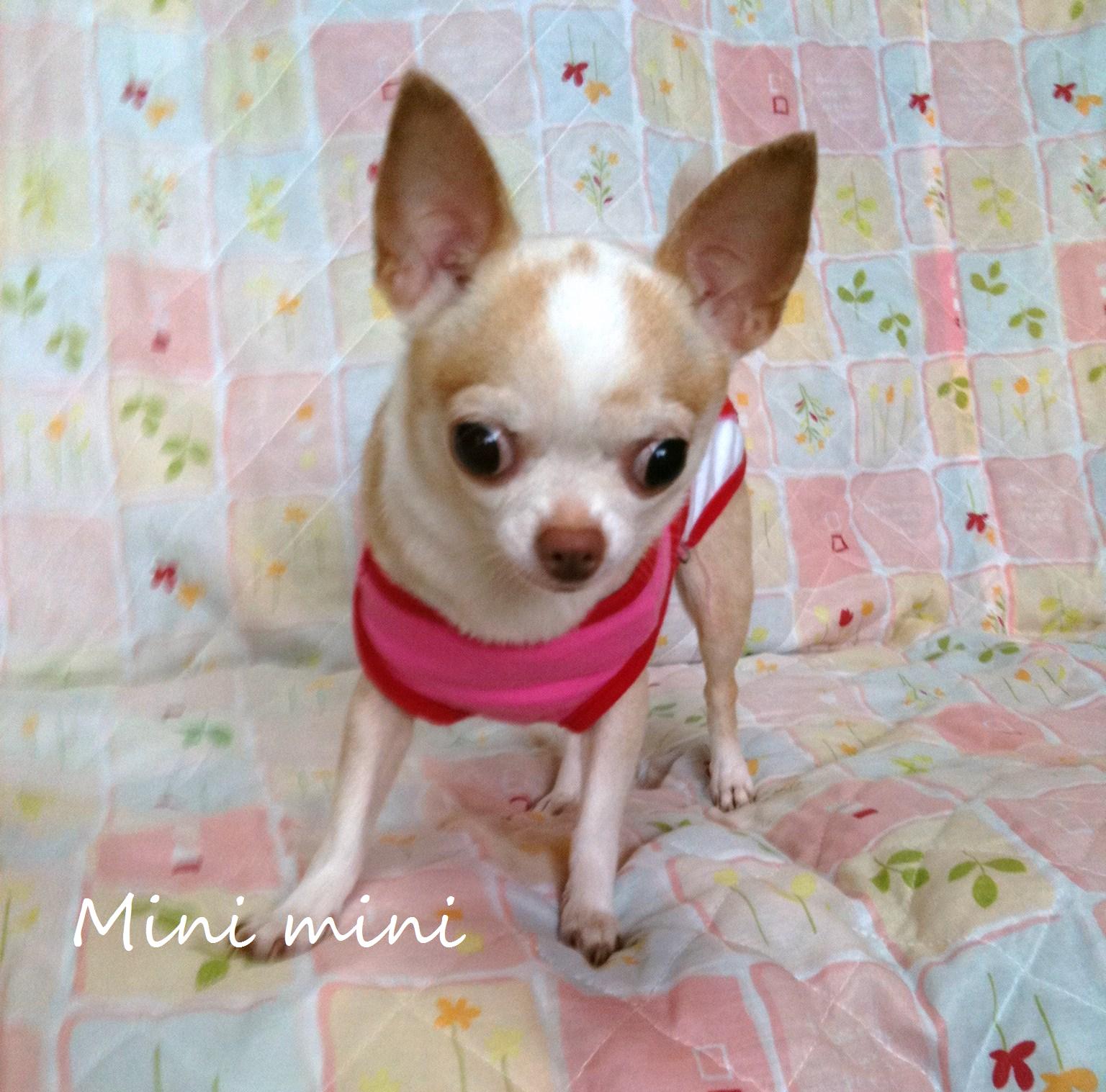 チワワのミニーちゃん、弱点見つけた！ニマっ♪