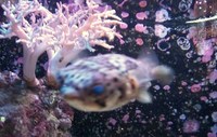 ほらっ♪やっぱりお魚が笑ってる♪美ら海水族館やっぱりいい♪