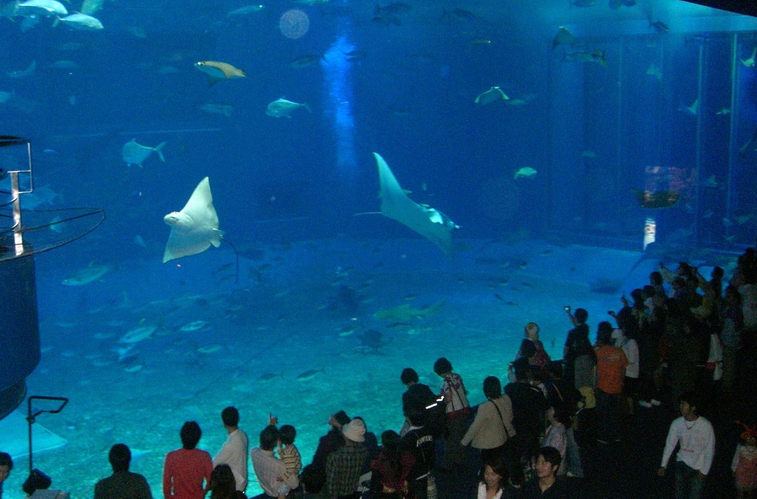 ほらっ♪やっぱりお魚が笑ってる♪美ら海水族館やっぱりいい♪