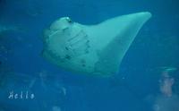 ほらっ♪やっぱりお魚が笑ってる♪美ら海水族館やっぱりいい♪