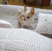 エンジンの音を見分けちゃう！スゴイミニーちゃん♪