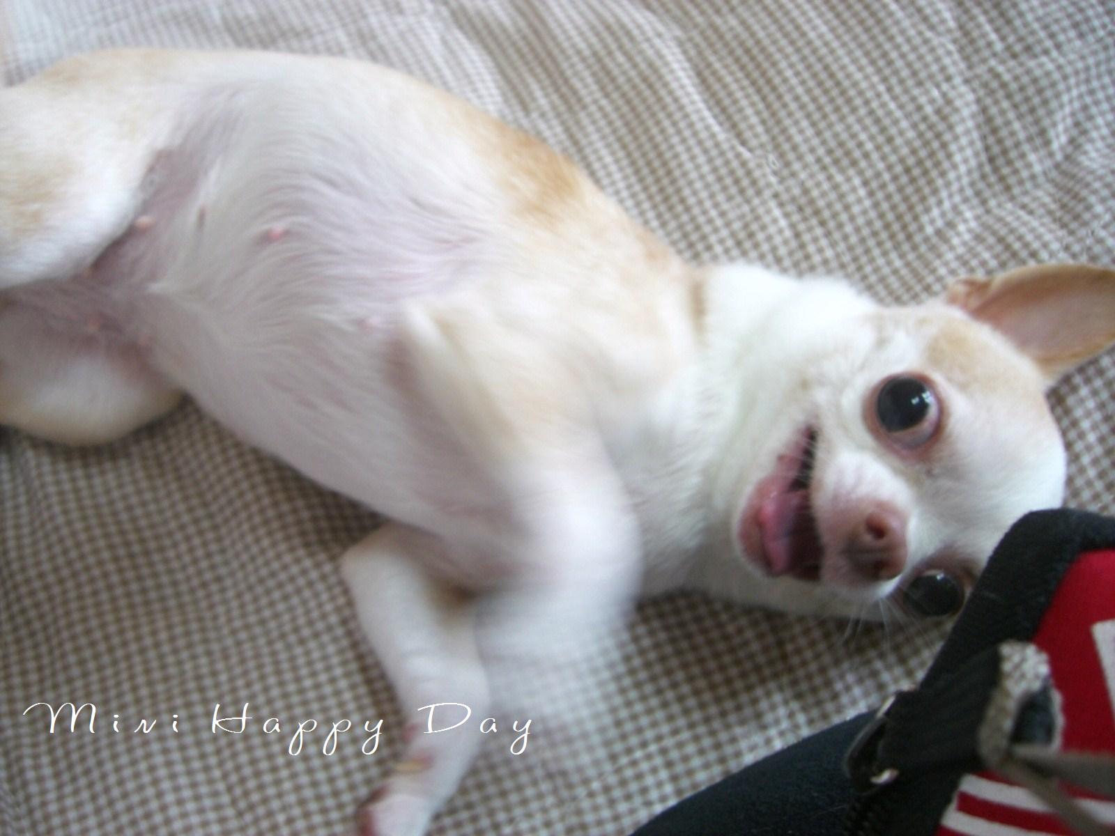 すっかり元気に♪ミニーちゃん