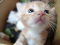 にゃんころころ