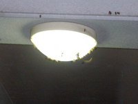 大量発生！！ 2008/08/24 13:43:15