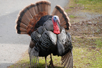 happy thanksgiving! 2010/11/26 00:23:46