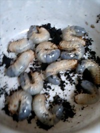 虫キング 2008/09/24 09:59:59