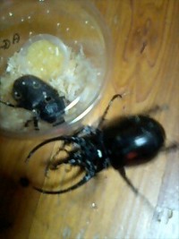 虫キンぐ～goo2 2008/09/30 14:28:34