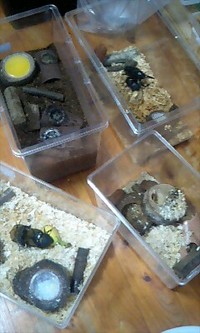 虫キング 2008/11/17 09:51:18