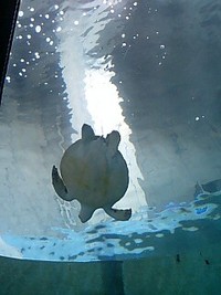 ∞美ら海水族館∞ 2008/12/28 02:50:58