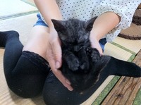 ネコタワー