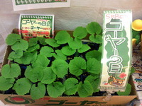 ブーム到来 2011/05/26 16:38:20