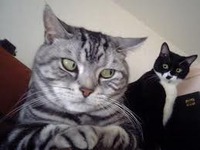ニャンダギーってなんだー？ 2011/04/18 19:50:05