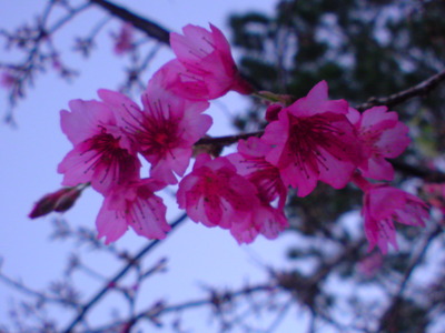 咲いてるぅ～♫