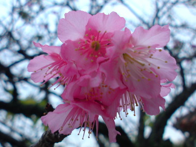 八重岳では桜が咲き始めたらしい