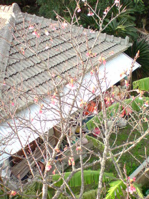 お花見BBQしてます♪