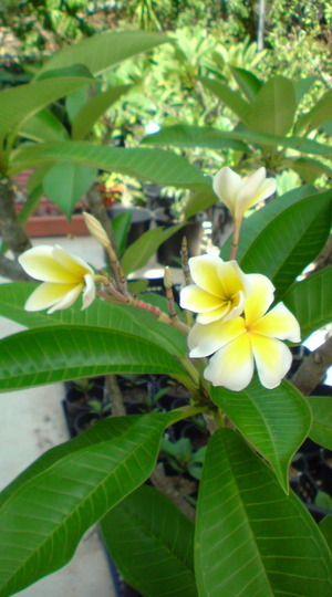 Plumeria　プルメリア