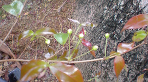 ピタンガの花