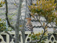 珍鳥飛来かっ？ 2012/03/18 20:18:33