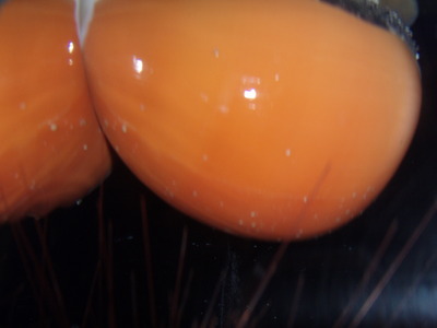 ナンヨウダカラガイ 　Golden Cowrie
