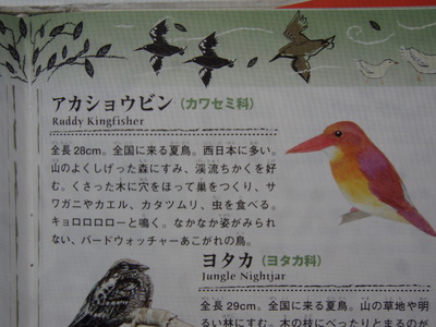 アカショウビンの鳴き声