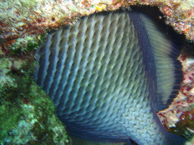 どうしても好きになれないお魚