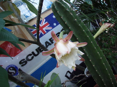 柱サボテンの花