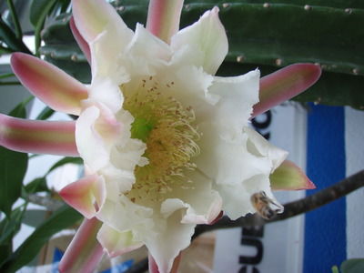 柱サボテンの花
