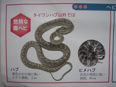タイワンハブに注意！ だそうです(+_+)