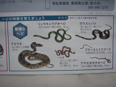 タイワンハブに注意！ だそうです(+_+)