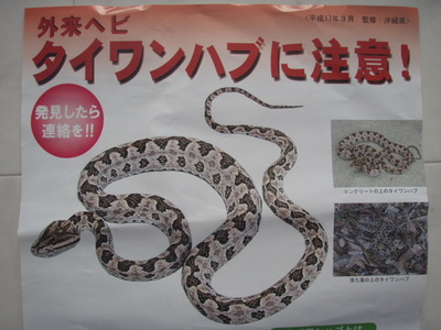 タイワンハブに注意！ だそうです(+_+)