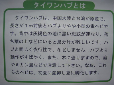 タイワンハブに注意！ だそうです(+_+)